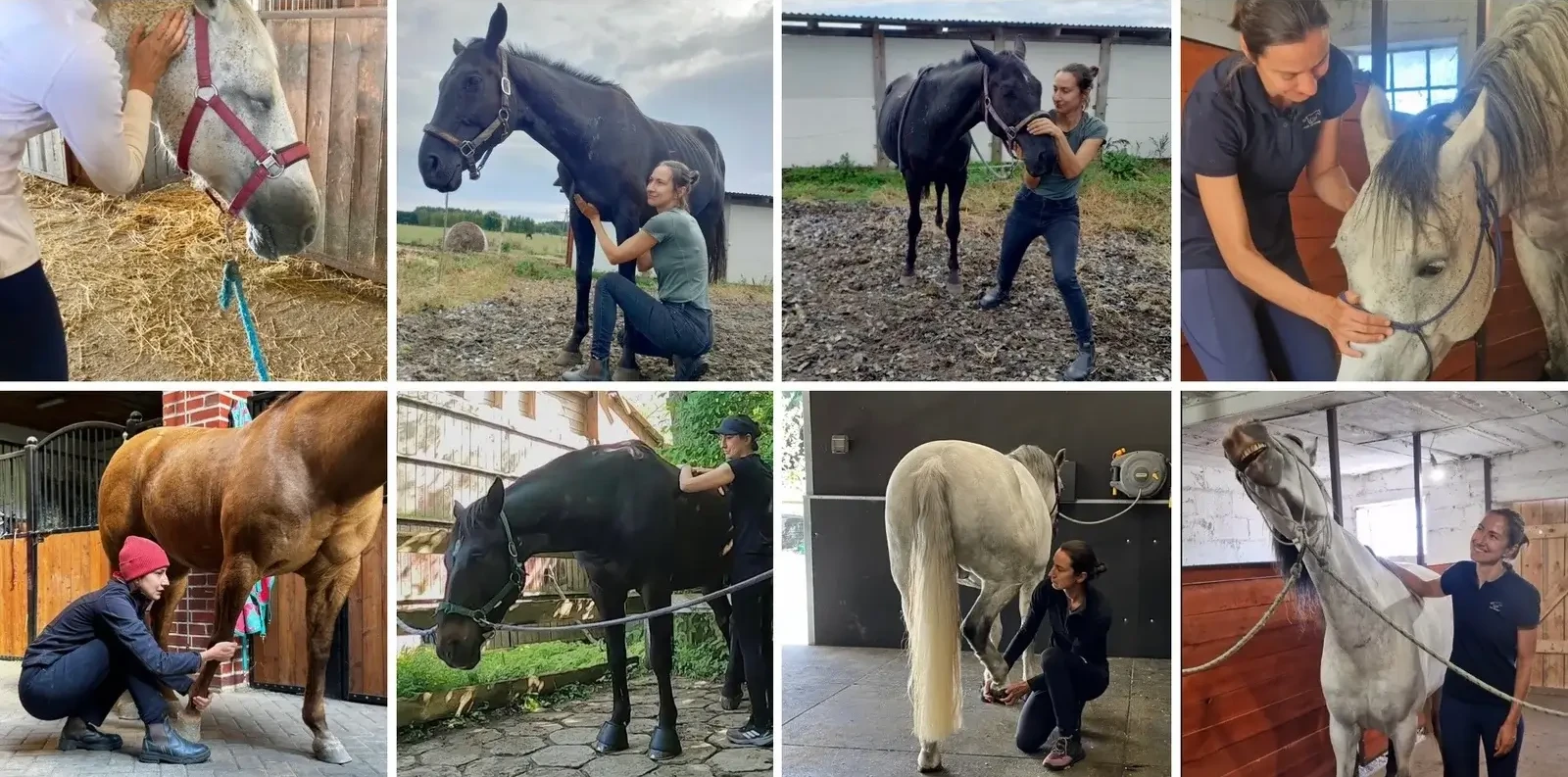 Agata Bereś manualna terapia koni - metoda Mastersona