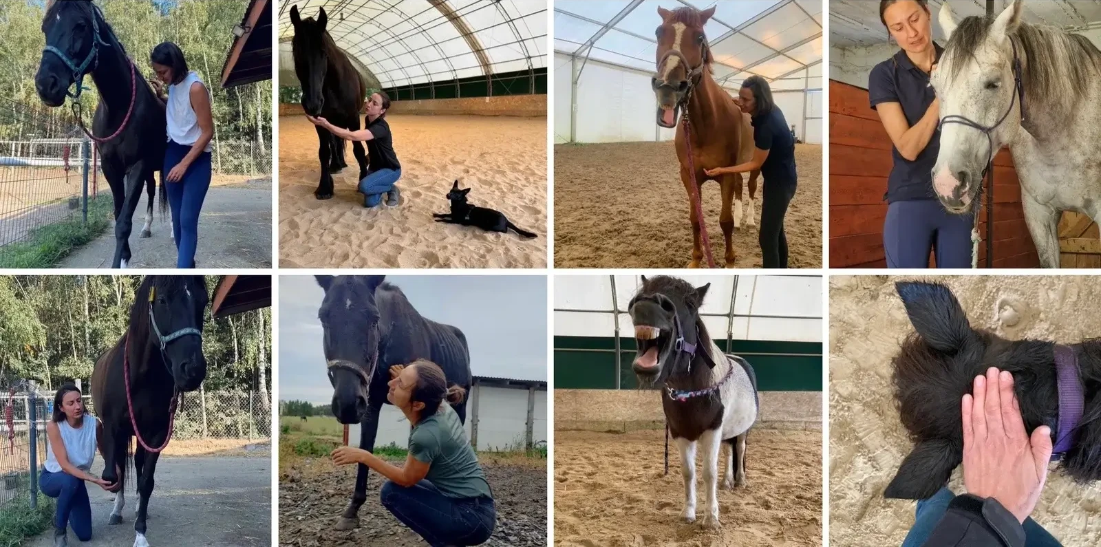 Agata Bereś manualna terapia koni - metoda Mastersona